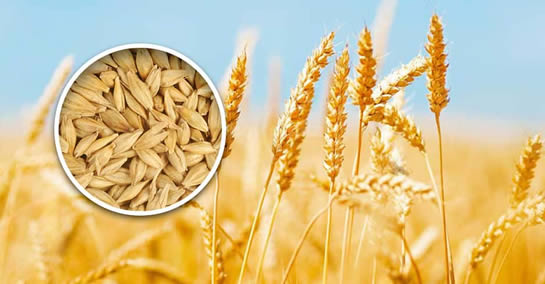 Cevada: reduz o colesterol, elimina a constipação, limpa o cólon e faz o cabelo crescer novamente