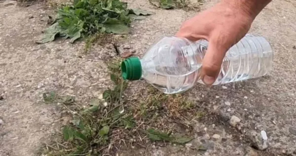 Chega de arrancar ervas daninhas, use este poderoso herbicida por apenas 80 centavos