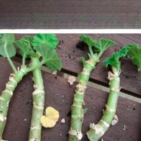 Cinco regras para cortes de gerânio bem-sucedidos. Mudas de gerânio de outono!