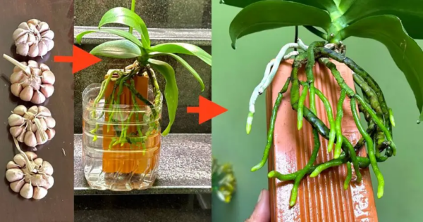 Cómo cultivar orquídeas en maceta: guía paso a paso