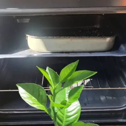 Colocar folhas de laranja e limão no forno – o que acontece em casa depois de 5 minutos Colocar folhas de laranja e limão no forno – o que acontece em casa depois de 5 minutos