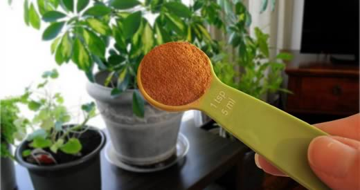 Coloque 1 colher de chá de canela em pó nas suas plantas e veja o que acontece