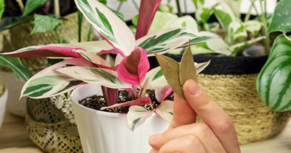 Coloque 3 folhas de louro nas plantas que tem no seu jardim ou horta: o motivo é revelado