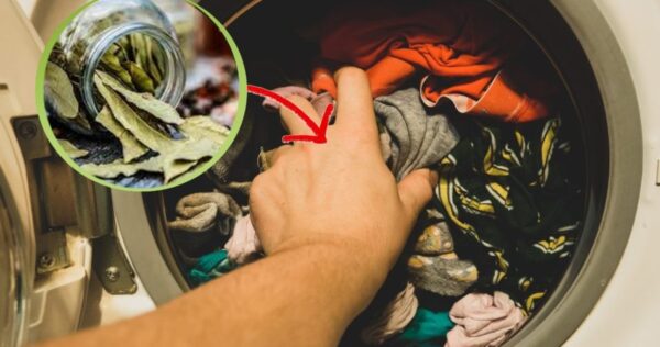Coloque 4 folhas de louro na máquina de lavar e verá o resultado!