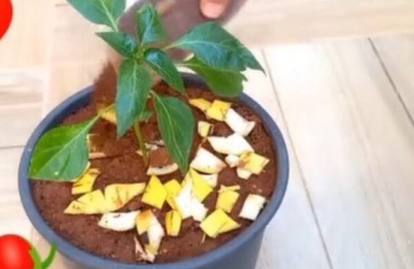 Coloque a casca de banana na água fervente por 1 hora, vai te ajudar muito