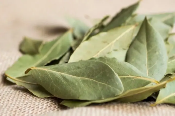 Coloque a folha de louro na geladeira, minha avó sempre fazia isso! Veja por que e como fazer isso
