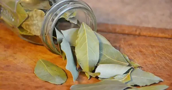 Coloque a folha de louro na geladeira, minha avó sempre fazia isso! Veja por que e como