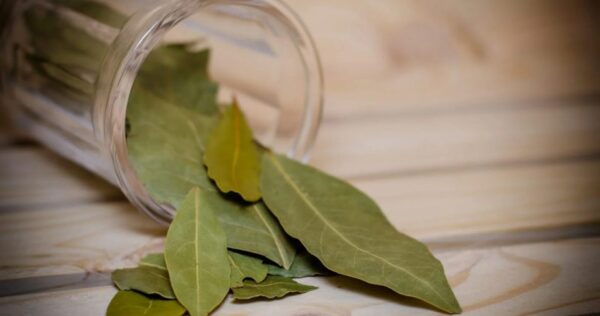 Coloque a folha de louro na geladeira, minha avó sempre fazia