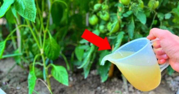 Coloque agora em pimentões e tomates para uma colheita incrível