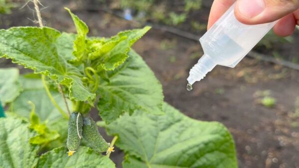Coloque algumas gotas em pepinos, tomates e pimentões – eles crescerão abundantemente