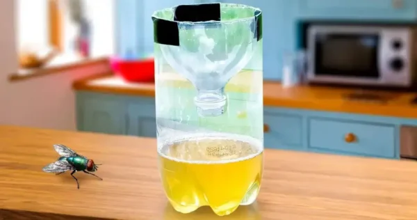 Coloque isso na cozinha – depois de uma hora você não verá mais uma mosca voando