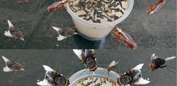 Coloque na cozinha: afasta moscas, mosquitos e outros insetos