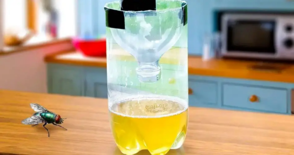 Coloque na cozinha: afasta moscas, mosquitos e outros insetos.