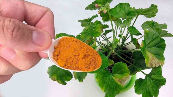 Coloque um pouco em todas as plantas da casa: você verá os resultados em tempo real