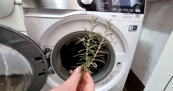 Coloque um raminho de alecrim na roupa antes de colocá-la na máquina de lavar: o que acontece logo depois