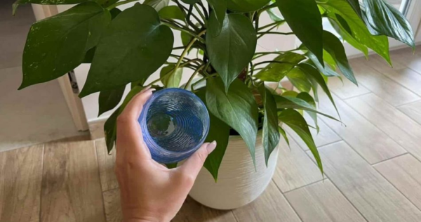 Coloque uma colher de sopa de água oxigenada nas plantas – você não vai acreditar no que está acontecendo