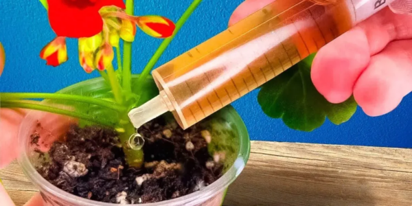 Coloque uma gota em cada planta em fevereiro: a dica inteligente para fazê-las crescer rapidamente