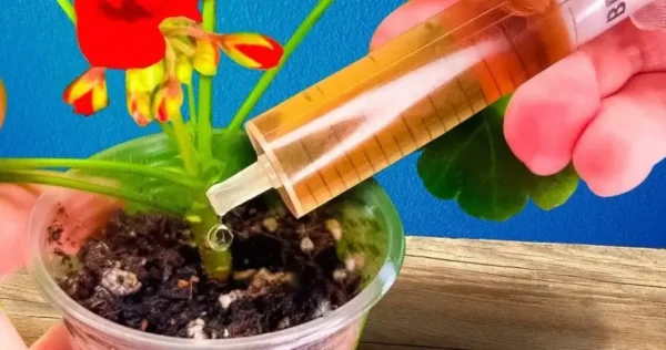 Coloque uma gota em cada planta em fevereiro: o truque inteligente para fazê-las crescer rapidamente