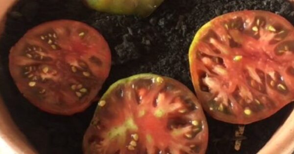 Coloquei 4 rodelas de tomate no chão. O resultado é incrível! todo mundo está fazendo isso