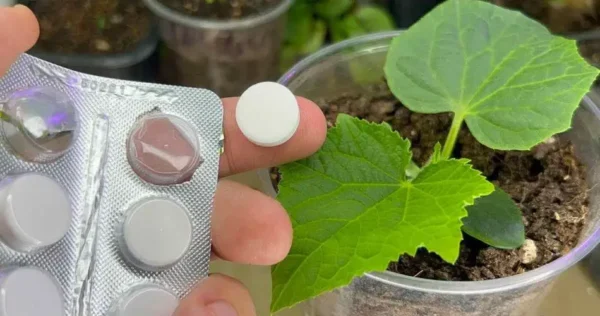 Com 1 comprimido cada planta que você tem no jardim fica saudável e exuberante