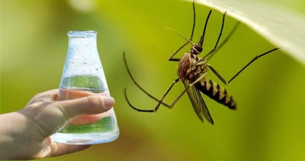 Com 2 gotas deste repelente natural, os mosquitos desaparecerão da sua vista