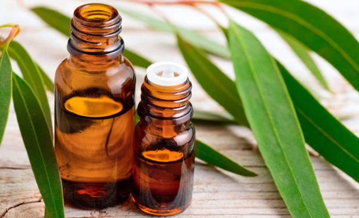 óleo essencial de eucalipto óleo essencial de eucalipto