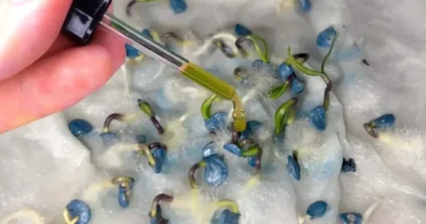 Com algumas gotas até as sementes mais antigas germinarão rapidamente