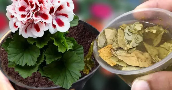 Com apenas 1 xícara você terá muitas flores, até o viveirista vai querer saber o truque