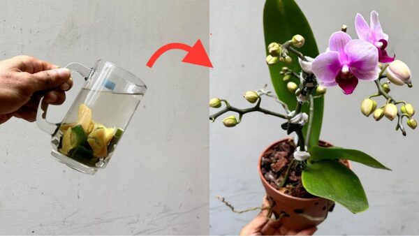 Com apenas uma xícara deste líquido, as orquídeas duram até 5 anos a mais