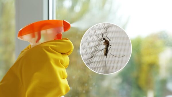 Com esse ingrediente nas janelas você não vai ver nem a sombra dos mosquitos