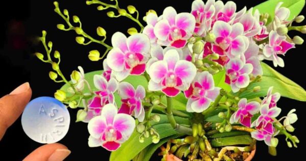 Com esta aspirina você terá uma explosão de flores sem precedentes: elas duram anos