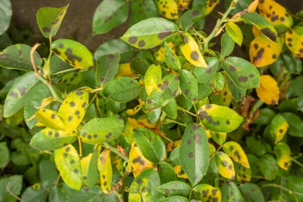 Com esta decocção antiga nenhum fungo atacará mais suas plantas! Pode apostar!