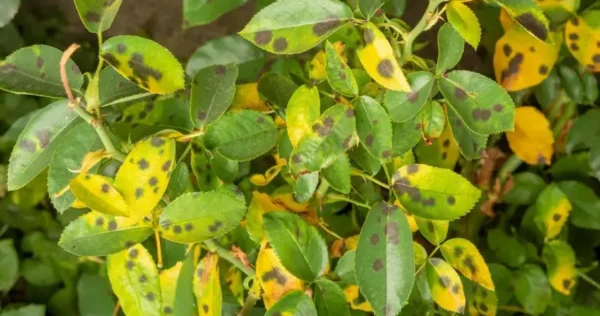 Com esta decocção milenar, nenhum fungo atacará mais suas plantas! Você pode apostar!