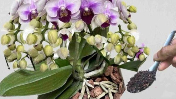 Com esta mistura, inúmeras orquídeas crescem em apenas algumas semanas