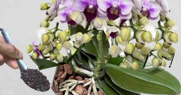 Com esta mistura inúmeras orquídeas crescerão em apenas algumas semanas.