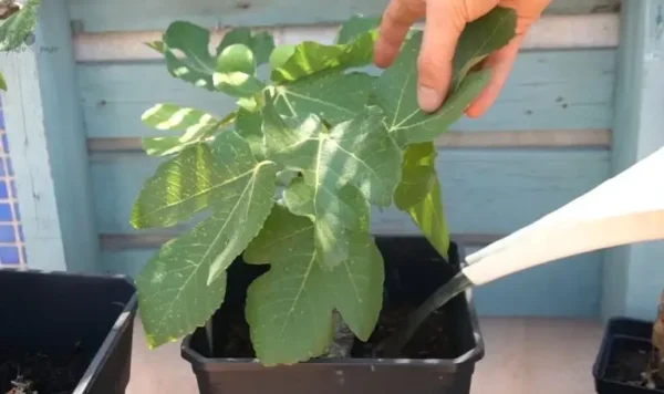 Com esta receita caseira de fertilizante multiusos, as suas plantas e flores ficarão mais fortes do que nunca.