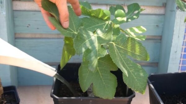 Com esta receita versátil de fertilizante natural, suas plantas e flores ficarão mais fortes do que nunca