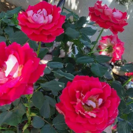 Com este fertilizante natural muito eficaz você explodirá um buquê de rosas