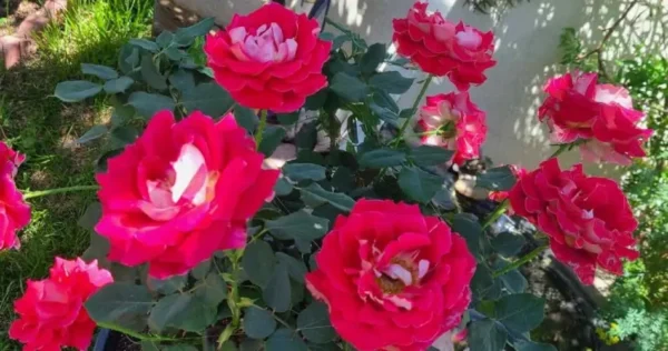 Com este fertilizante natural muito eficaz, você fará explodir um buquê de rosas