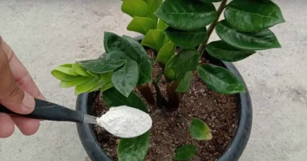 Com este fertilizante natural, todas as plantas de casa florescerão sem interrupção.