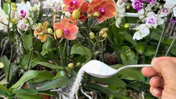 Com este ingrediente você consegue raízes muito fortes e flores sempre exuberantes