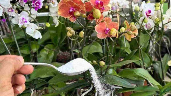 Com este ingrediente você terá raízes muito fortes e flores constantemente exuberantes