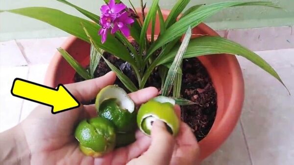 Com este movimento matar todas as pragas de suas plantas – jardineiros fazê-lo