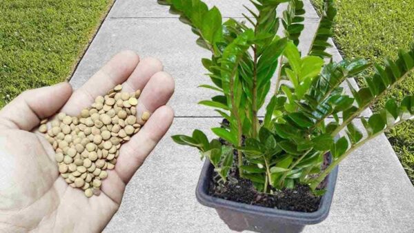 Com este método até a flor mais podre e amarelada é revigorada