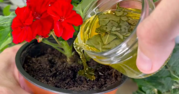 Com este método, até as flores mais podres e amareladas revivem.