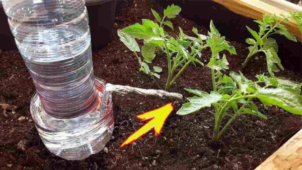 Com este método, regar as plantas durante as férias deixará de ser um problema