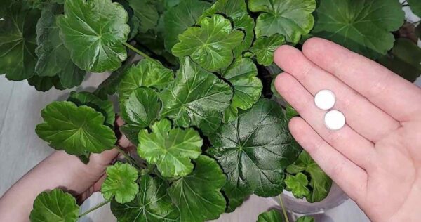 Com este remédio natural até a flor mais atrofiada voltará à vida