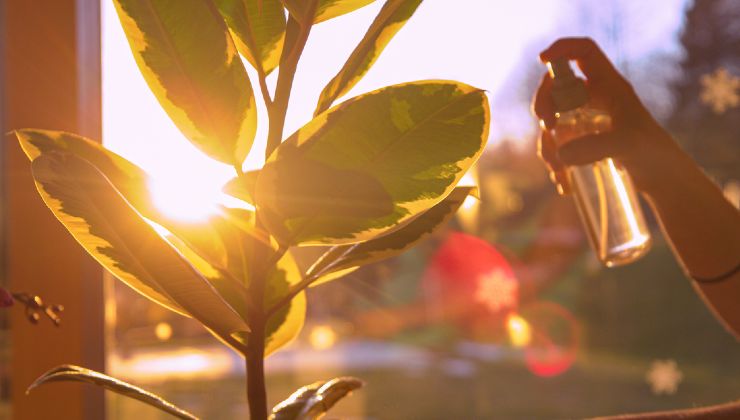 cuidar de plantas e flores