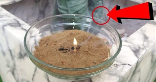 Com isso você elimina mosquitos, mosquitos e insetos da sua casa em 5 minutos: coloque na cozinha