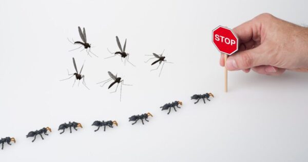 Com três ingredientes inusitados me despedi das formigas e dos mosquitos! Você não os verá novamente!